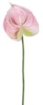 3199-metaxoto-louloudi-anthourio-55cm