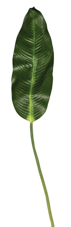 Φύλλο Μπανανίας 100cm